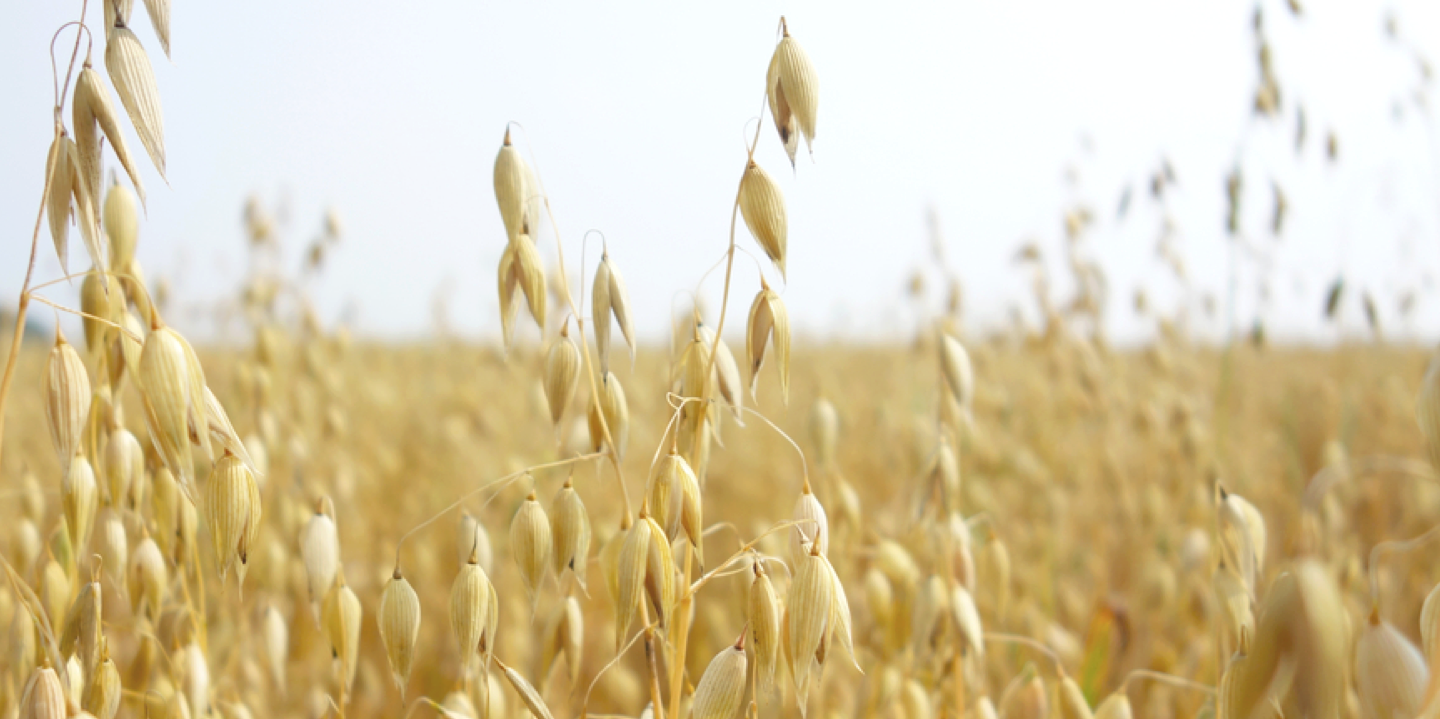 Scenic view of oat field